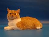 Кошки, котята Шотландская короткошерстная, цена 1600 Грн., Фото