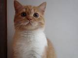 Кішки, кошенята Шотландська короткошерста, ціна 1600 Грн., Фото