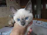 Кошки, котята Тайская, цена 2800 Грн., Фото