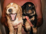 Собаки, щенята Американський коккер, ціна 550 Грн., Фото