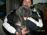 Собаки, щенки Мастино неаполетано, цена 3500 Грн., Фото