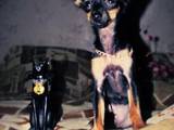 Собаки, щенята Російський довгошерстий тойтерьер, ціна 200 Грн., Фото
