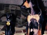 Собаки, щенята Російський довгошерстий тойтерьер, ціна 200 Грн., Фото