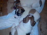 Собаки, щенята Гладкошерста фокстер'єр, ціна 1250 Грн., Фото