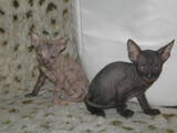 Кішки, кошенята Донський сфінкс, ціна 1300 Грн., Фото