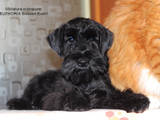 Собаки, щенки Ризеншнауцер, цена 4000 Грн., Фото