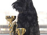 Собаки, щенята Різеншнауцер, ціна 4000 Грн., Фото