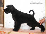 Собаки, щенки Ризеншнауцер, цена 4000 Грн., Фото