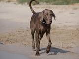 Собаки, щенята Веймарська лягава, ціна 6500 Грн., Фото