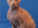 Кошки, котята Донской сфинкс, цена 1600 Грн., Фото