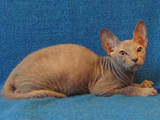Кішки, кошенята Донський сфінкс, ціна 1600 Грн., Фото