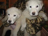 Собаки, щенки Среднеазиатская овчарка, цена 2000 Грн., Фото