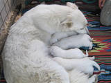 Собаки, щенята Біла Швейцарська вівчарка, ціна 2500 Грн., Фото