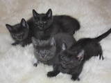 Кішки, кошенята Російська блакитна, ціна 1000 Грн., Фото