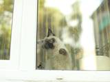 Кішки, кошенята Балінез, Фото
