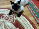 Кошки, котята Сиамская, цена 200 Грн., Фото