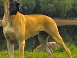 Собаки, щенята Німецький дог, ціна 2500 Грн., Фото