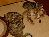 Кішки, кошенята Гавана, ціна 2000 Грн., Фото