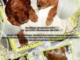Собаки, щенята Великий пудель, ціна 2000 Грн., Фото