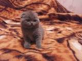 Кішки, кошенята Шотландська висловуха, ціна 900 Грн., Фото