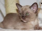 Кішки, кошенята Бурма, ціна 3000 Грн., Фото
