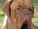 Собаки, щенята Бордоський дог, ціна 2500 Грн., Фото