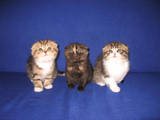 Кішки, кошенята Шотландська висловуха, ціна 1350 Грн., Фото