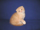 Кошки, котята Шотландская вислоухая, цена 1350 Грн., Фото