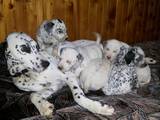 Собаки, щенки Далматин, цена 1000 Грн., Фото