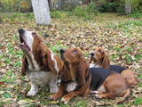 Собаки, щенки Бассет, Фото