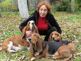 Собаки, щенки Бассет, Фото