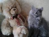 Кішки, кошенята Персидська, ціна 50 Грн., Фото
