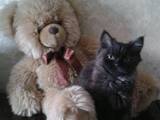 Кошки, котята Персидская, цена 50 Грн., Фото