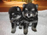 Собаки, щенки Малый шпиц, цена 4500 Грн., Фото