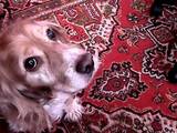 Собаки, щенята Кавалер-кинг-чарльз спаніель, ціна 1300 Грн., Фото