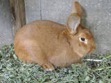 Тваринництво,  Сільгосп тварини Кролики, Нутрії, ціна 75 Грн., Фото