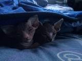 Кошки, котята Донской сфинкс, цена 900 Грн., Фото