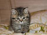 Кішки, кошенята Шотландська короткошерста, ціна 1800 Грн., Фото