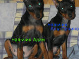 Собаки, щенки Пинчер, цена 4000 Грн., Фото
