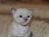 Кішки, кошенята Бурма, ціна 2500 Грн., Фото