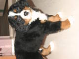 Собаки, щенки Бернская горная собака, цена 4000 Грн., Фото