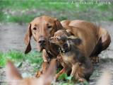 Собаки, щенки Венгерская выжла, цена 10900 Грн., Фото