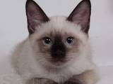 Кошки, котята Сиамская, цена 250 Грн., Фото