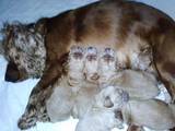 Собаки, щенята Американський коккер, ціна 700 Грн., Фото