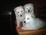 Собаки, щенки Белая Швейцарская овчарка, цена 2700 Грн., Фото