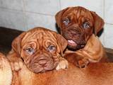 Собаки, щенята Бордоський дог, ціна 6500 Грн., Фото