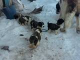 Собаки, щенки Московская сторожевая, цена 1500 Грн., Фото