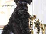 Собаки, щенята Цвергшнауцер, ціна 3500 Грн., Фото
