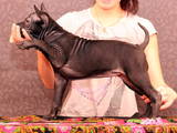 Собаки, щенята Родезійського ріджбек, ціна 20000 Грн., Фото