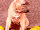 Собаки, щенята Родезійського ріджбек, ціна 20000 Грн., Фото